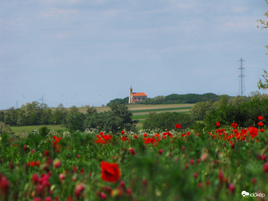 Pipacsmező Szákszend határában 05.22.