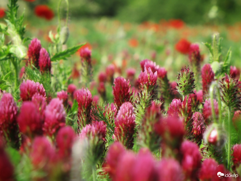 Bíborhere Szákszend határában 05.22.