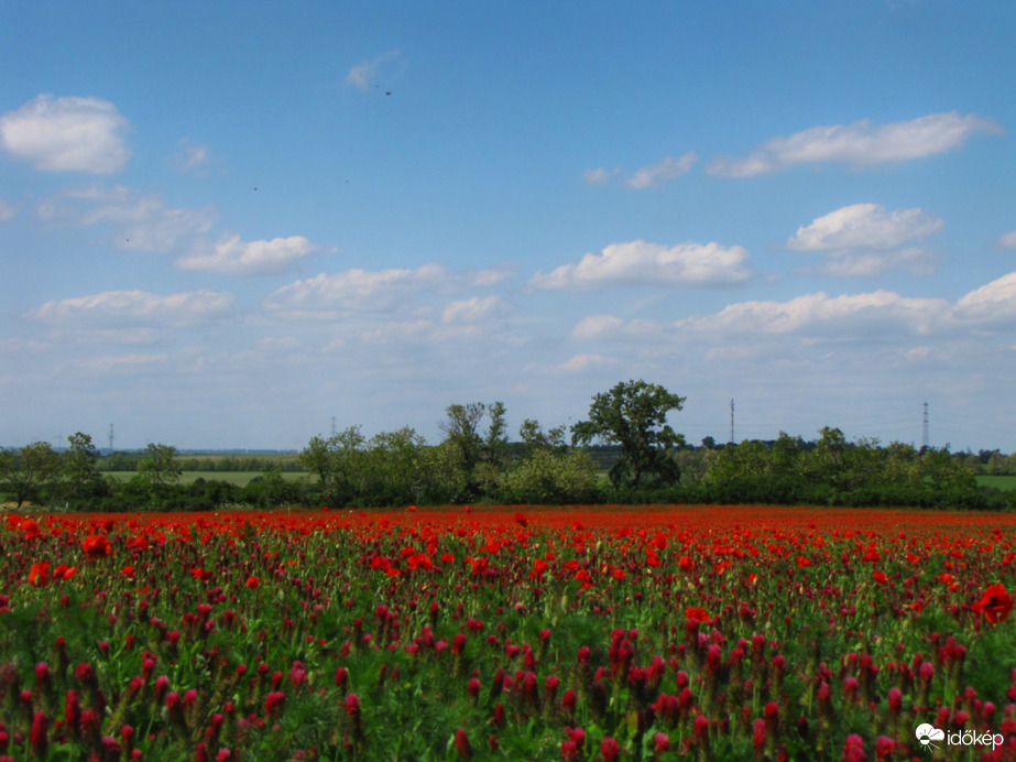 Pipacsmező Szákszend határában 05.22.
