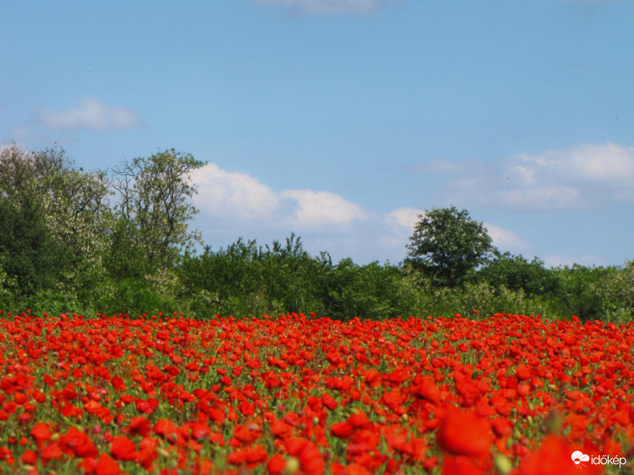 Pipacsmező Szákszend határában 05.22.