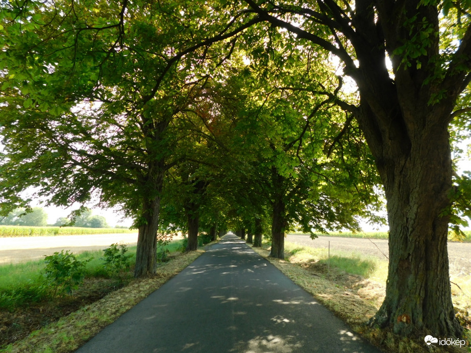 Hűsölés a lipóti vadgesztenyesor alatt!