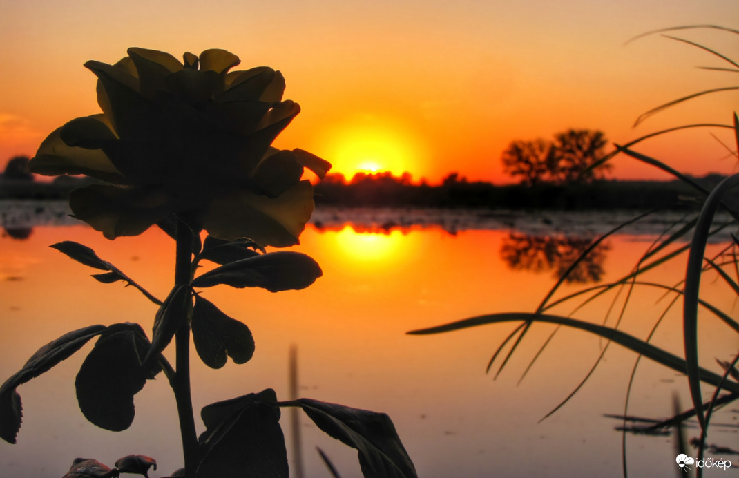 Rózsa a tükrös naplementében!