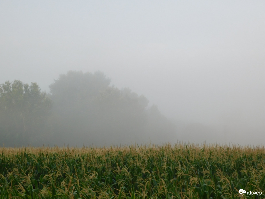 Rég nem látott vendég, köd érkezett hozzánk!