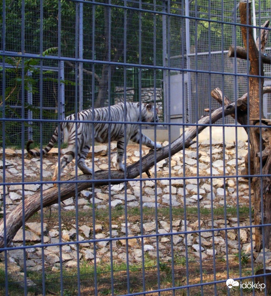 Pécsi Állatkert fehér tigrise