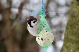 Veréb az etetőnél