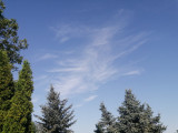 Dombrád