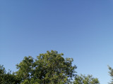 Dombrád
