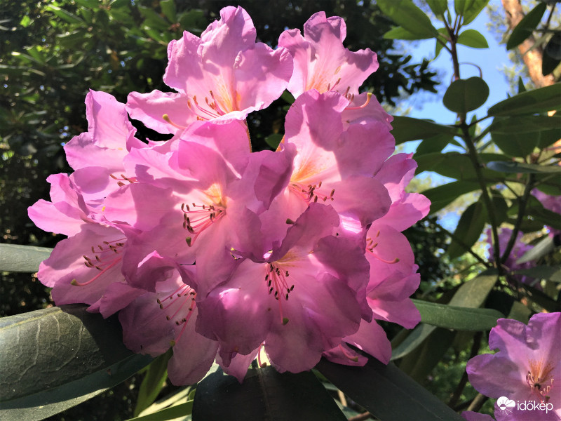 Rhododendron virágzás