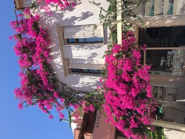 Bougainvillea