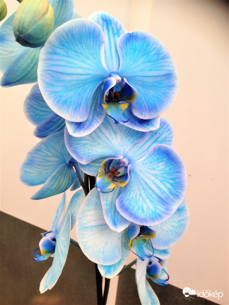 Orchidea