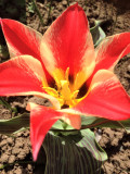 nyílik a tulipán