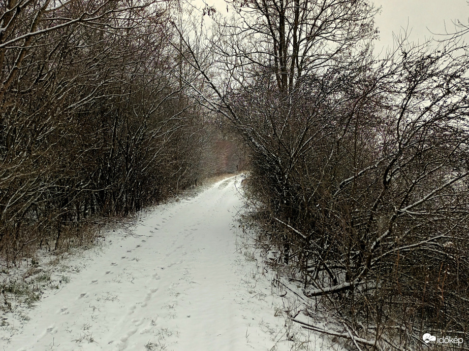 Snowy trails 