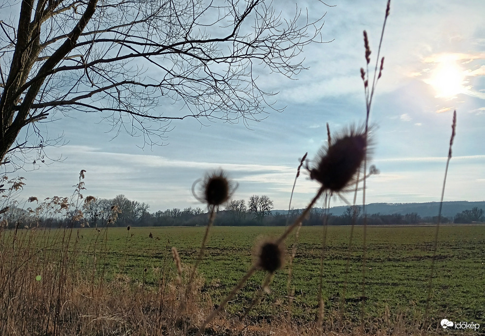 Flowers blowing in the wind