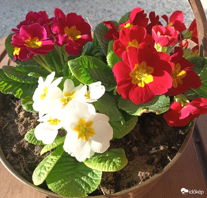 Polyanthus 