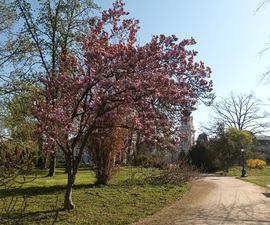 Magnificent magnolia