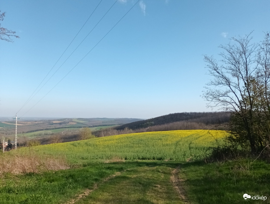 Field of yellow 