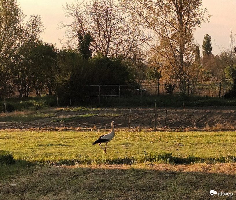 Evening in Zala 