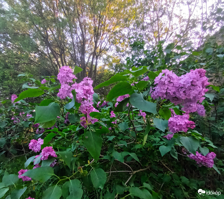 Lilac tree