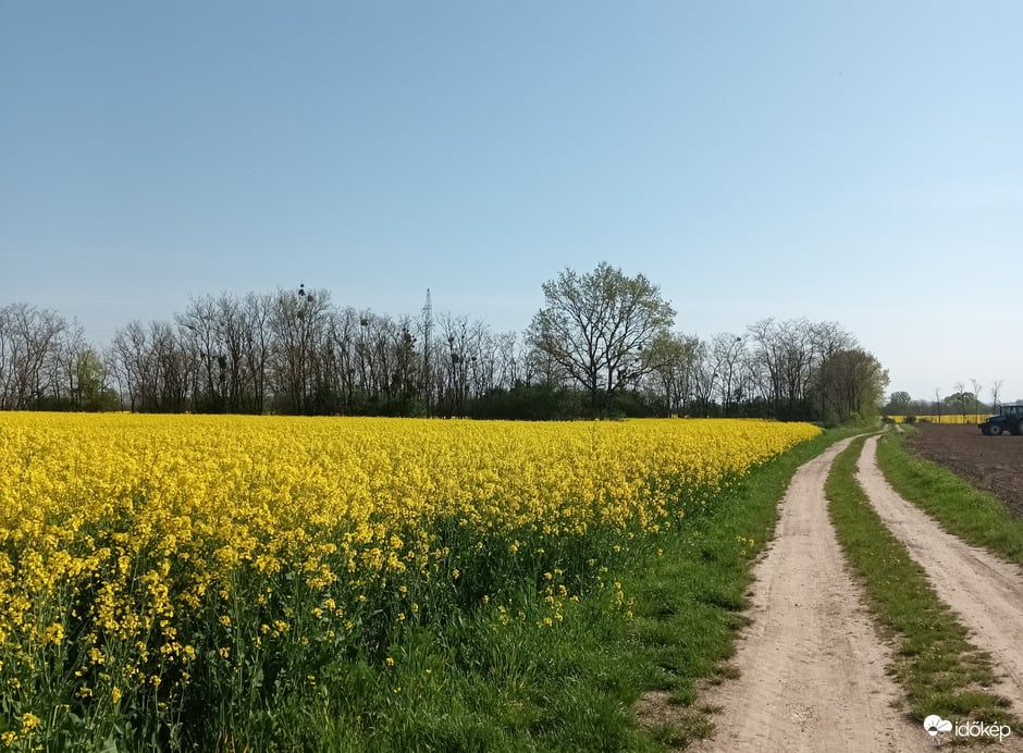 Yellow fields 