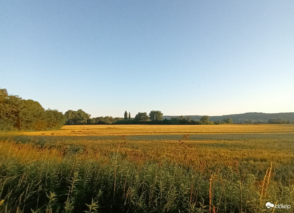 Fields of wheat 