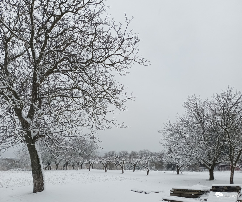 Snowy morning 