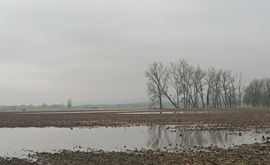 Flooded fields 