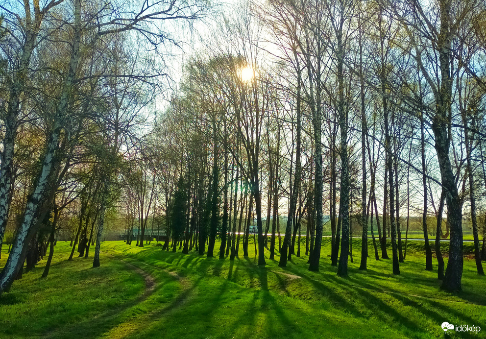 Tree effect 