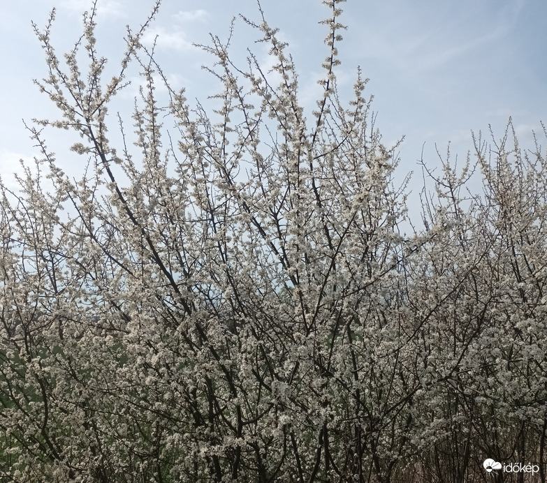 Blossom of white 