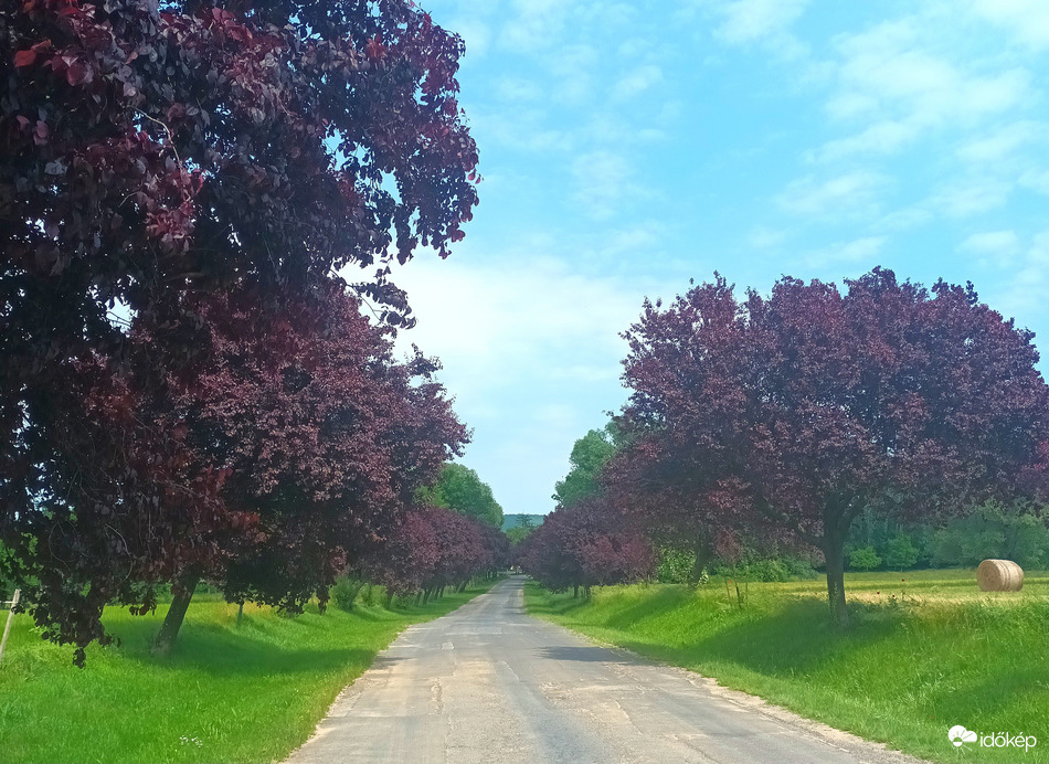 The road to vindomyafok