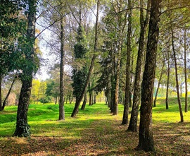 Shades of Autumn 