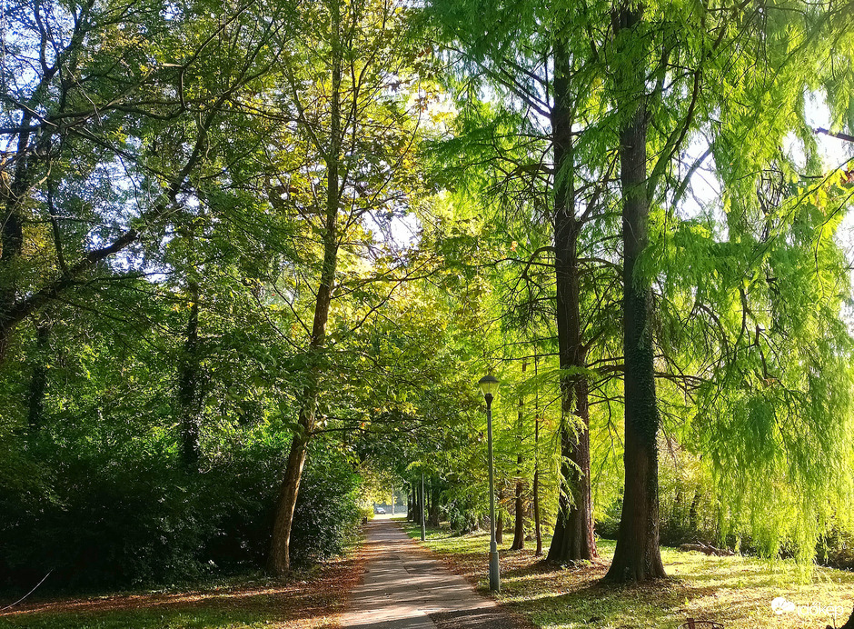 Autumn shades