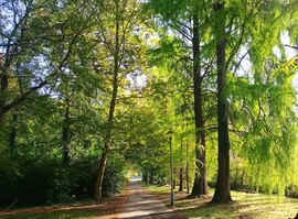 Autumn shades