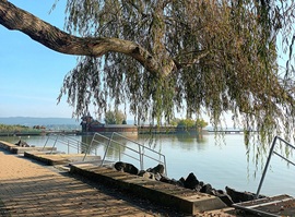 Weeping willow 