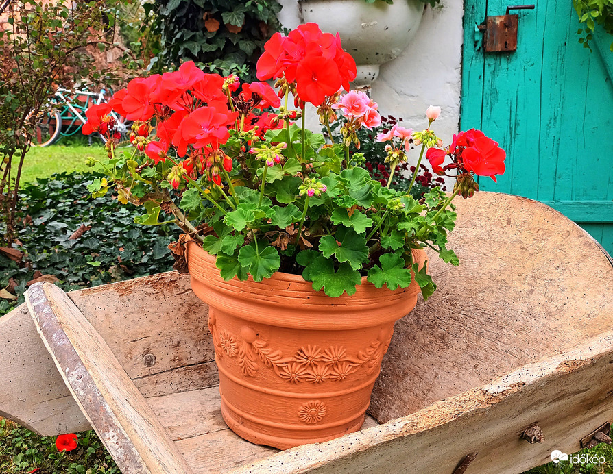 Lone geranium 