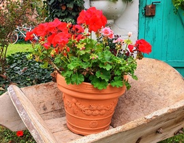 Lone geranium 