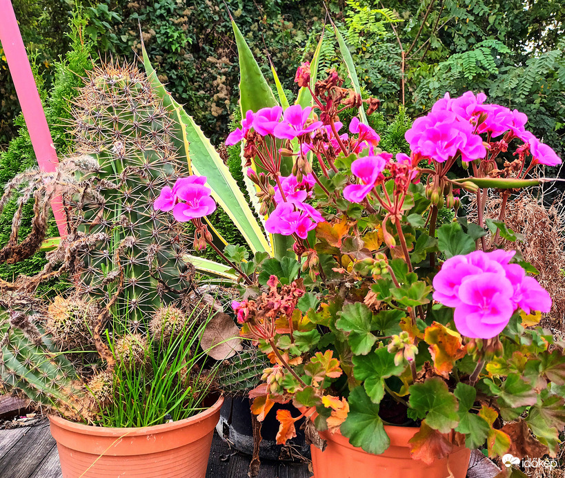 Late blooms 