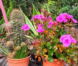 Late blooms 