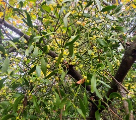 Mistletoe surprise 