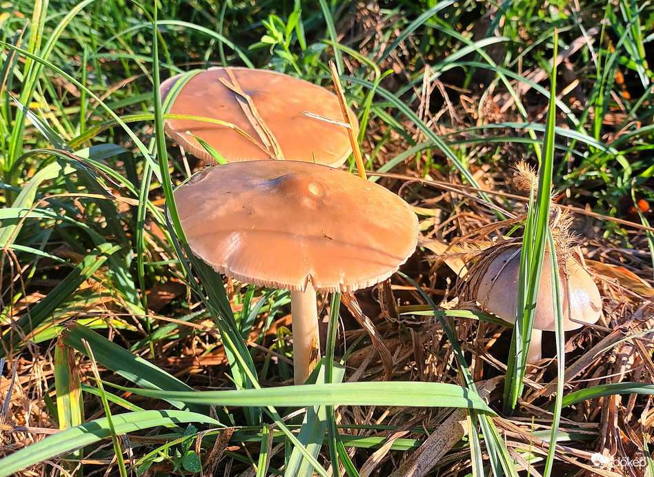 Wild mushrooms 