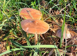 Wild mushrooms 