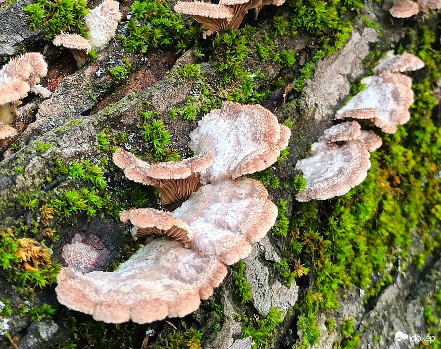 Fungi show 