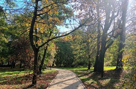 Leaves are falling 