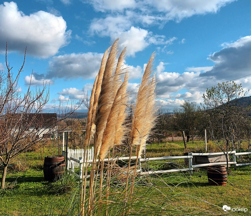 Pampas blowing 
