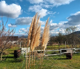 Pampas blowing 