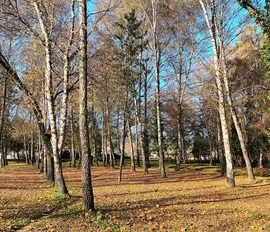 In the woods 