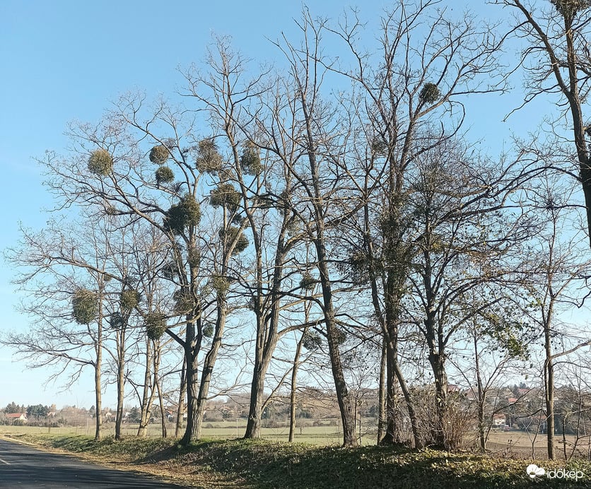 Trees of mistletoe 