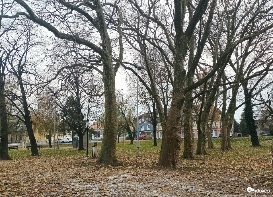 Stripped trees