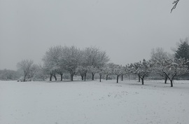 Snow is falling 