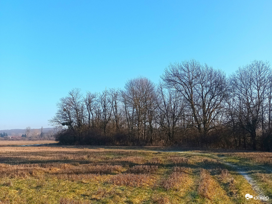 A purtrudin line of trees