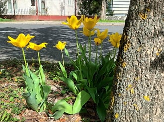 The tulips brave the wind 